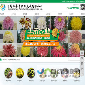 开封菊花_菊花基地_菊花苗-开封市丰禾农业发展有限公司