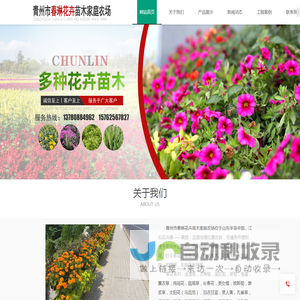 青州时令草花、宿根花卉及绿化苗木等花卉苗木供应_青州市春琳花卉苗木家庭农场