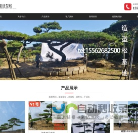 造型松-造型黑松-造型油松景观松庭院泰安松基地-山东苗盛园林