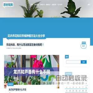 - 茶树菊网