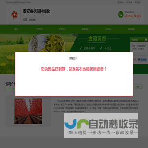 金冠黄杨价格,金冠黄杨基地,金冠黄杨供货商,泰安金枫园林绿化有限公司