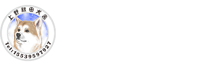 日本秋田犬_白色秋田犬_虎斑秋田犬-上野秋田犬舍