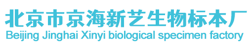 北京市京海新艺生物标本厂